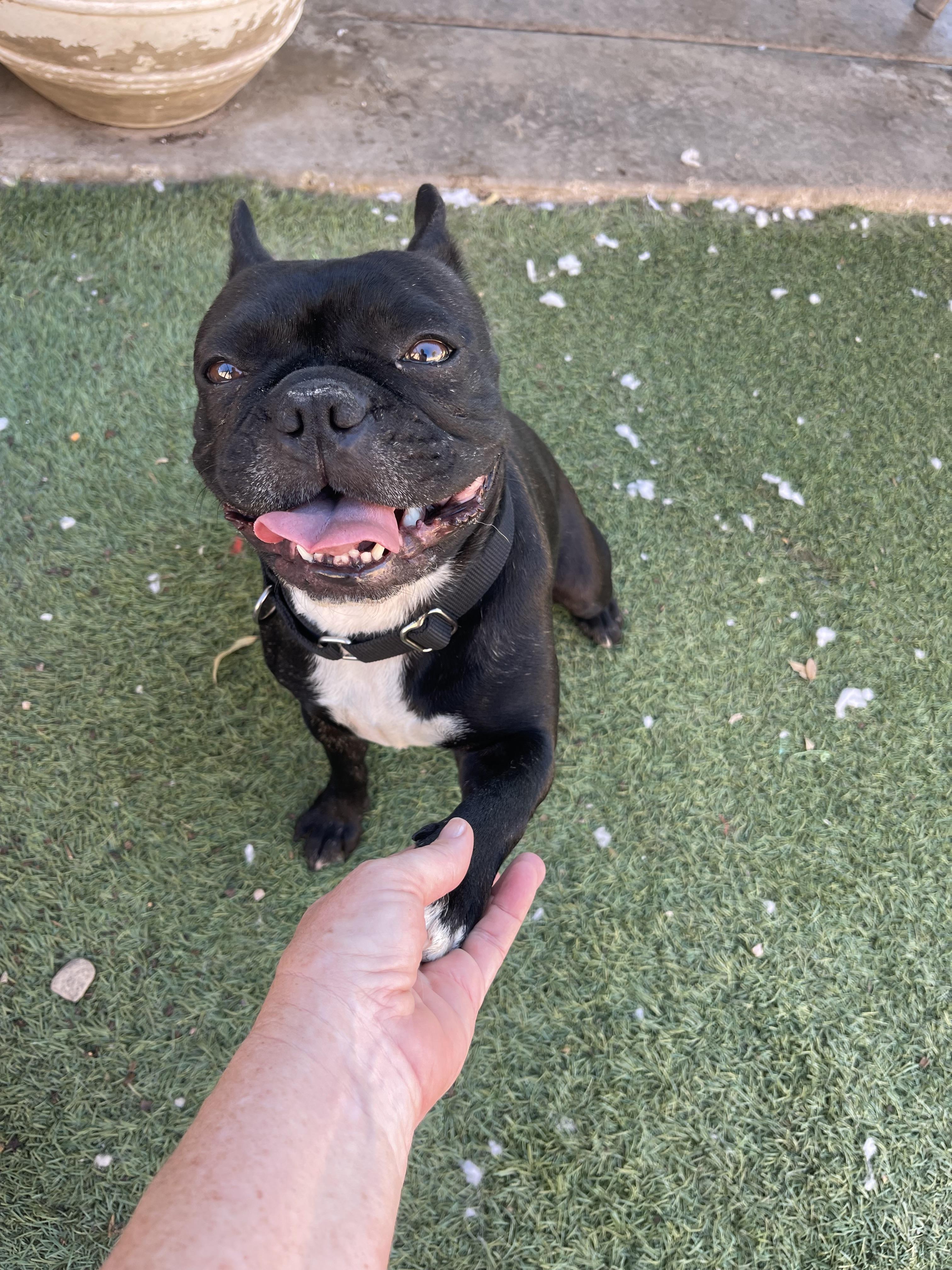 Enlarge Stella, a ADOPTABLE French Bulldog in Chandler, AZ image 4/5