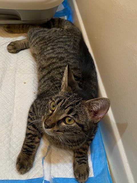 Benni, Adoptable, Young Female Tabby & Domestic Short Hair.