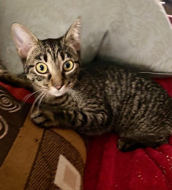 Enlarge Benni, a Adoptable mixed breed in Boston, MA image 6/6