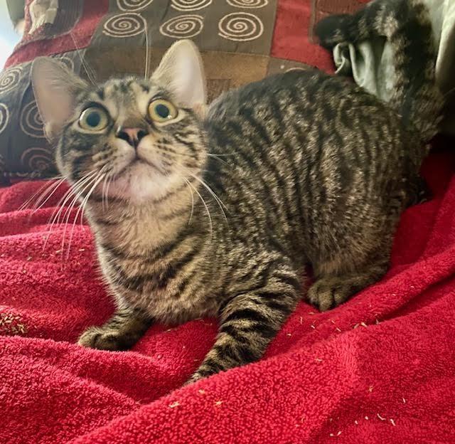 Enlarge Benni, a Adoptable mixed breed in Boston, MA image 5/6