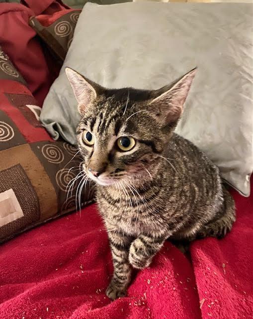 Enlarge Benni, a Adoptable mixed breed in Boston, MA image 3/6