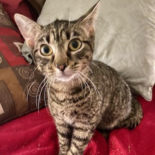 Enlarge Benni, a Adoptable mixed breed in Boston, MA image 4/6