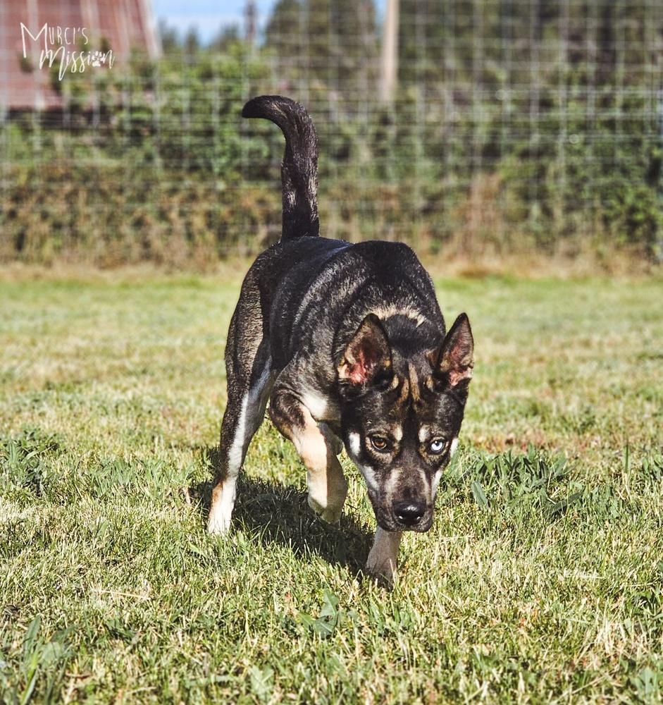 Tami Lynn Johnson the III, Adoptable, Adult Female German Shepherd Dog & Siberian Husky.