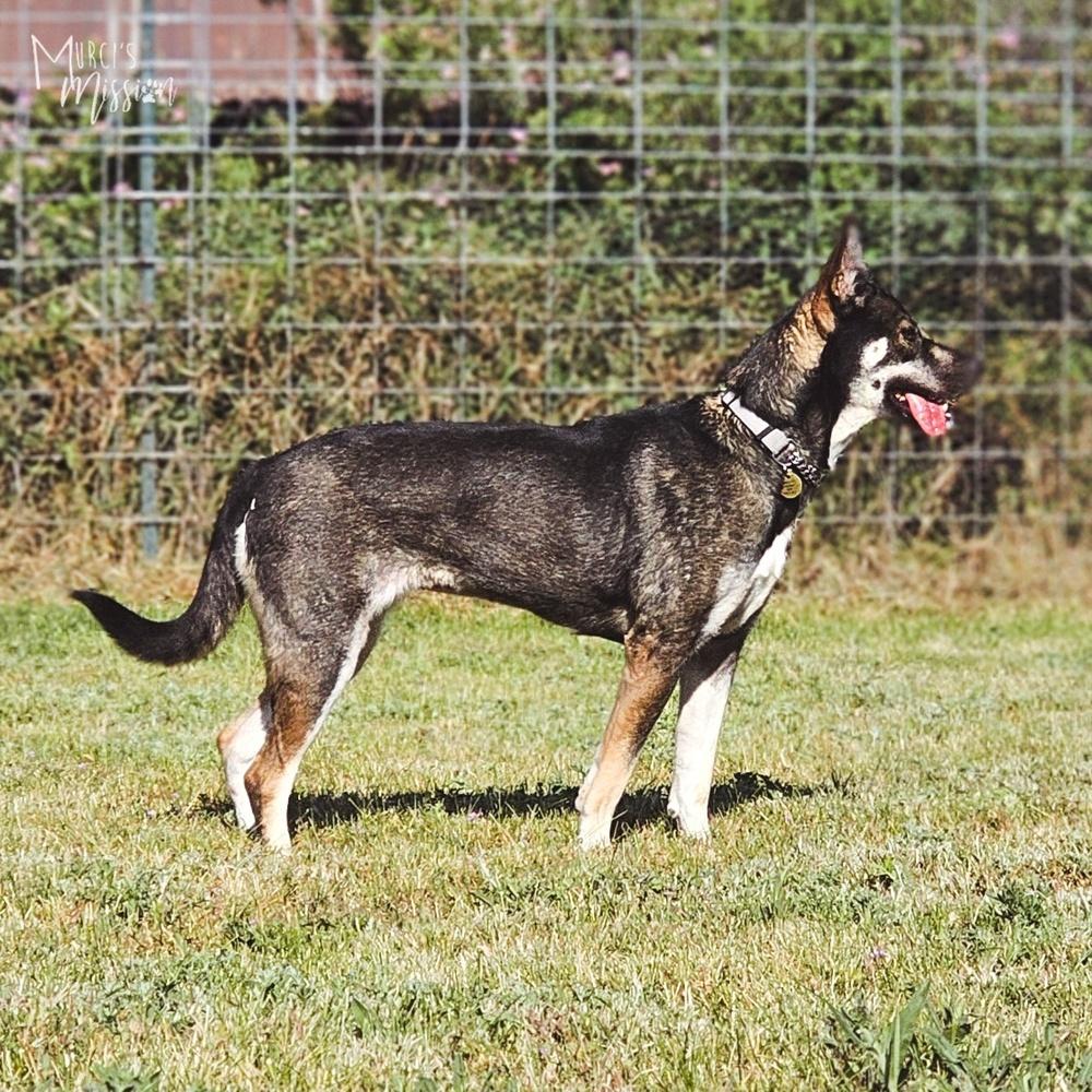 Tami Lynn Johnson the III, a Adoptable mixed breed in Spokane , WA image 2/5