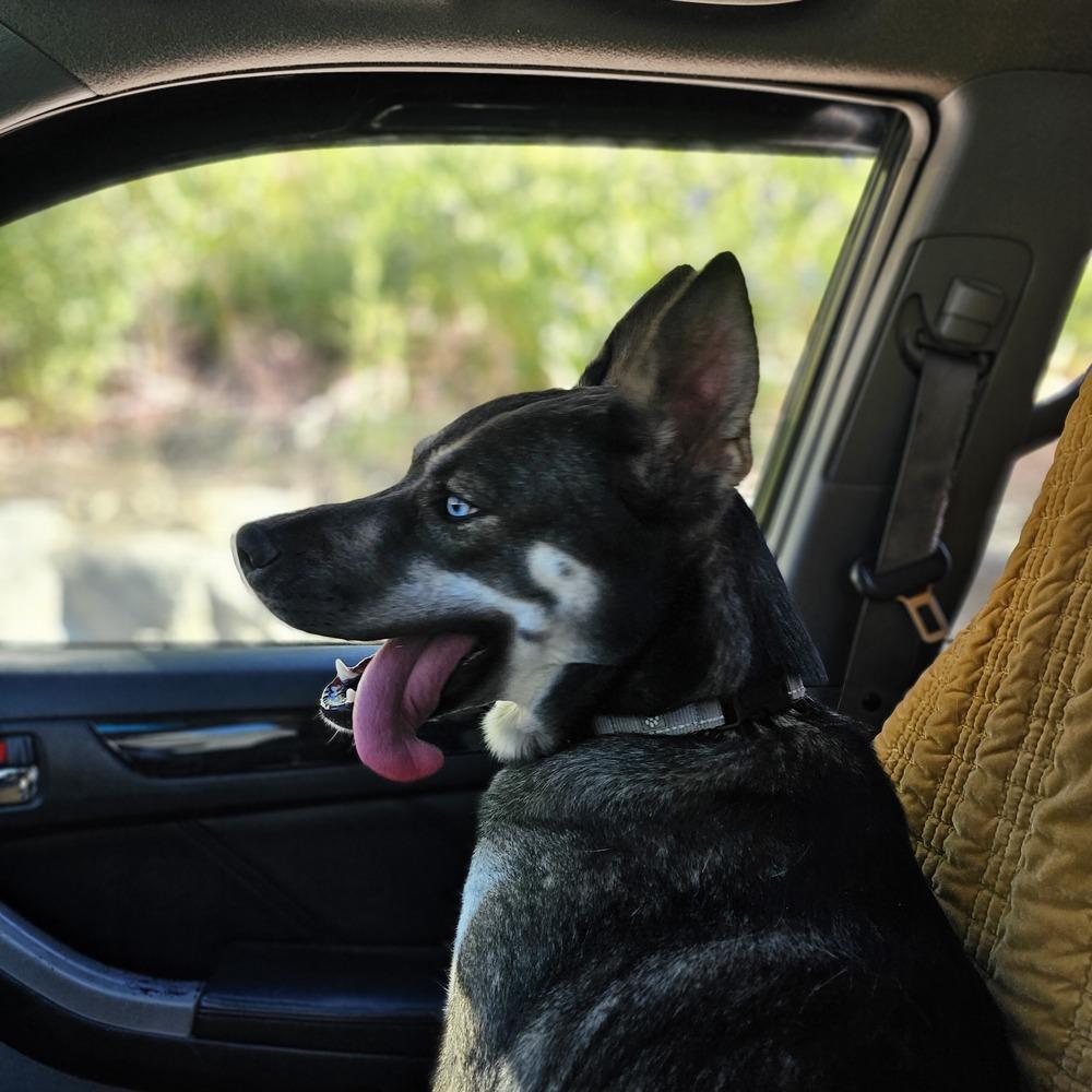 Tami Lynn Johnson the III, a Adoptable mixed breed in Spokane , WA image 3/5