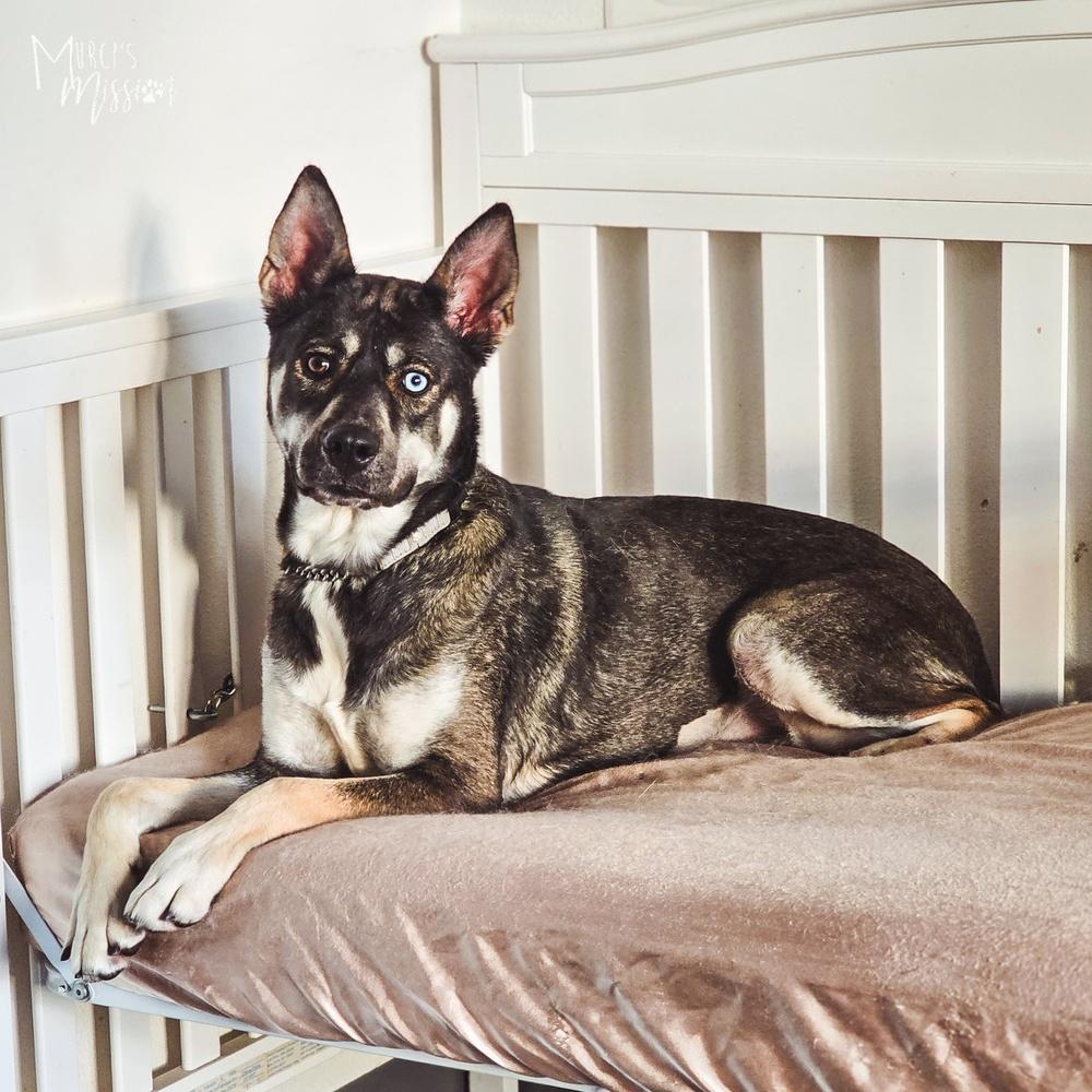 Tami Lynn Johnson the III, a Adoptable mixed breed in Spokane , WA image 4/5