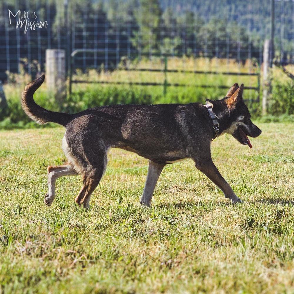 Tami Lynn Johnson the III, a Adoptable mixed breed in Spokane , WA image 5/5