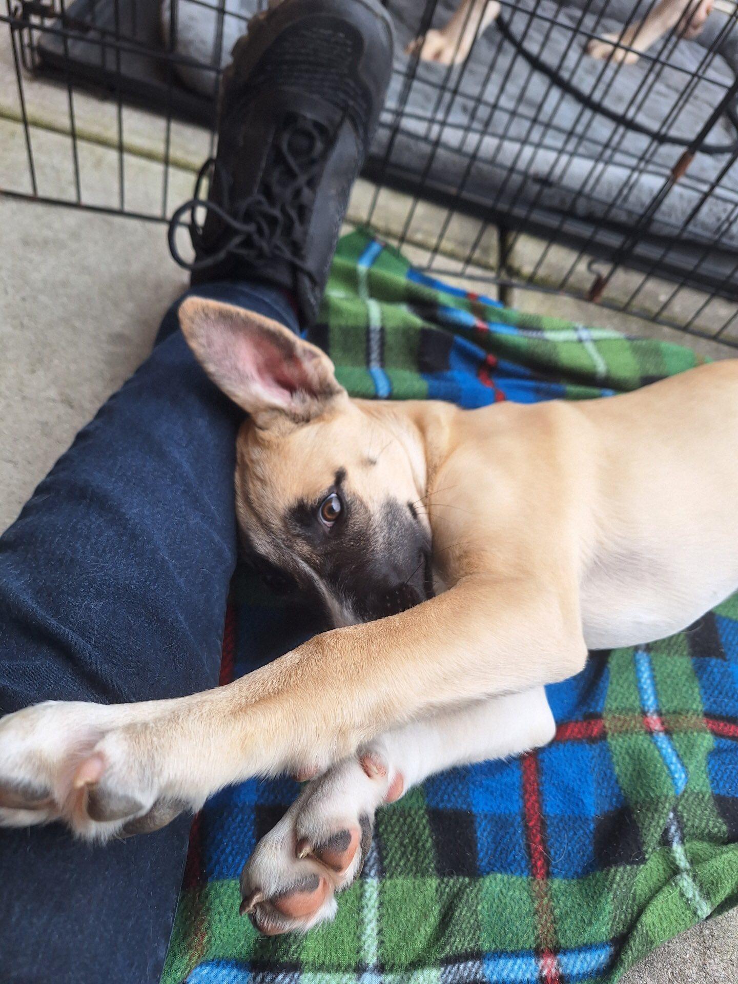 Enlarge Butter Cup - ADOPTED!, a Adopted mixed breed in Olive Branch, MS image 4/6