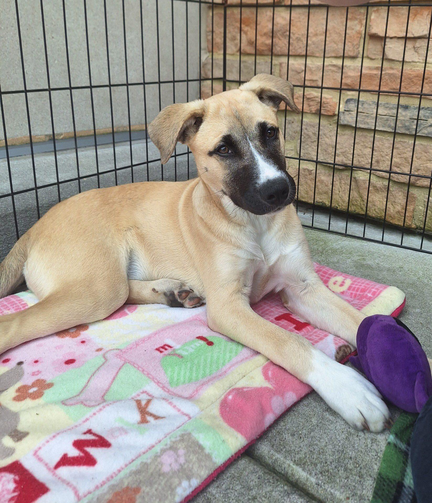 Enlarge Butter Cup - ADOPTED!, a Adopted mixed breed in Olive Branch, MS image 2/6
