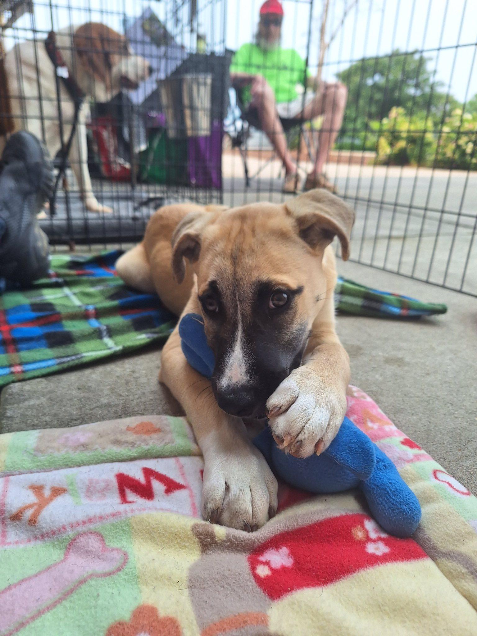 Enlarge Butter Cup - ADOPTED!, a Adopted mixed breed in Olive Branch, MS image 5/6