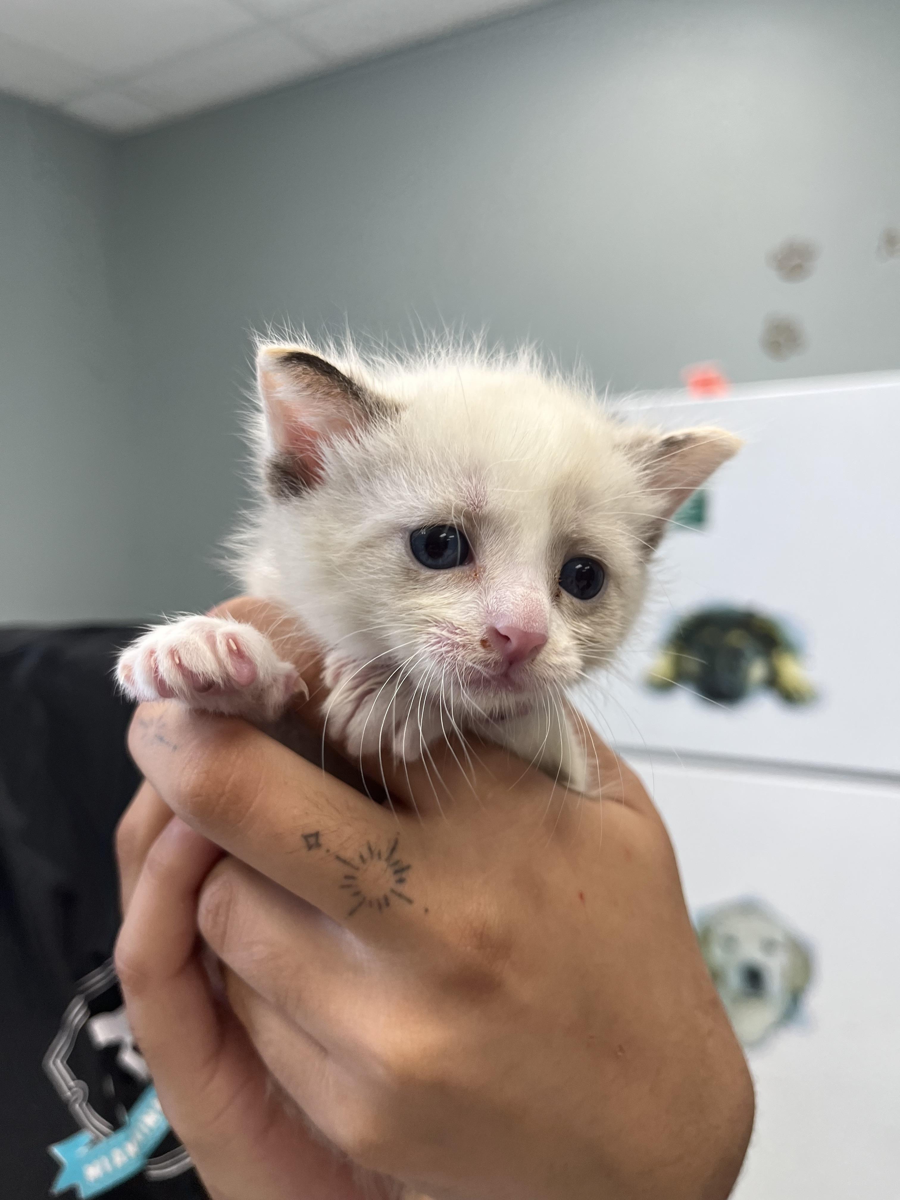 CLOUD Siamese Cat