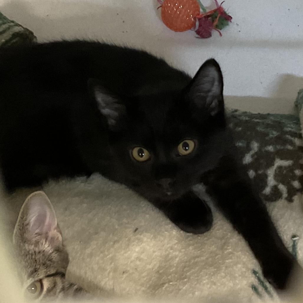 km 4, Adoptable, Young Female American Shorthair.