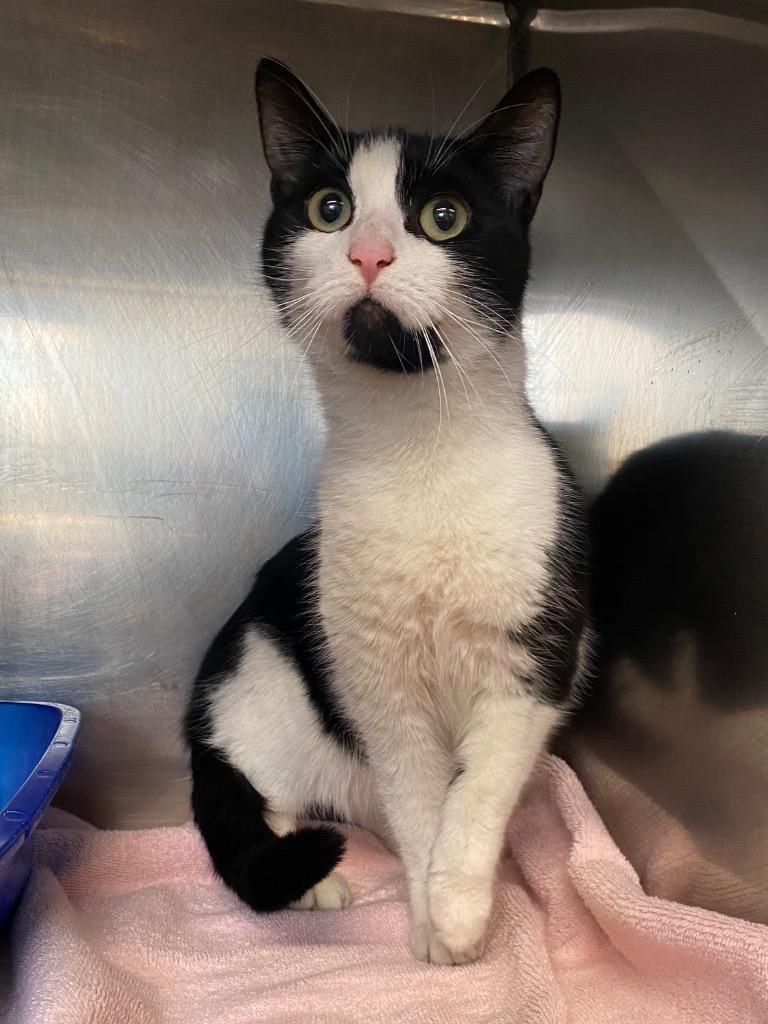 Enlarge Eclipse, a Adoptable mixed breed in Fall River, MA image 1/1