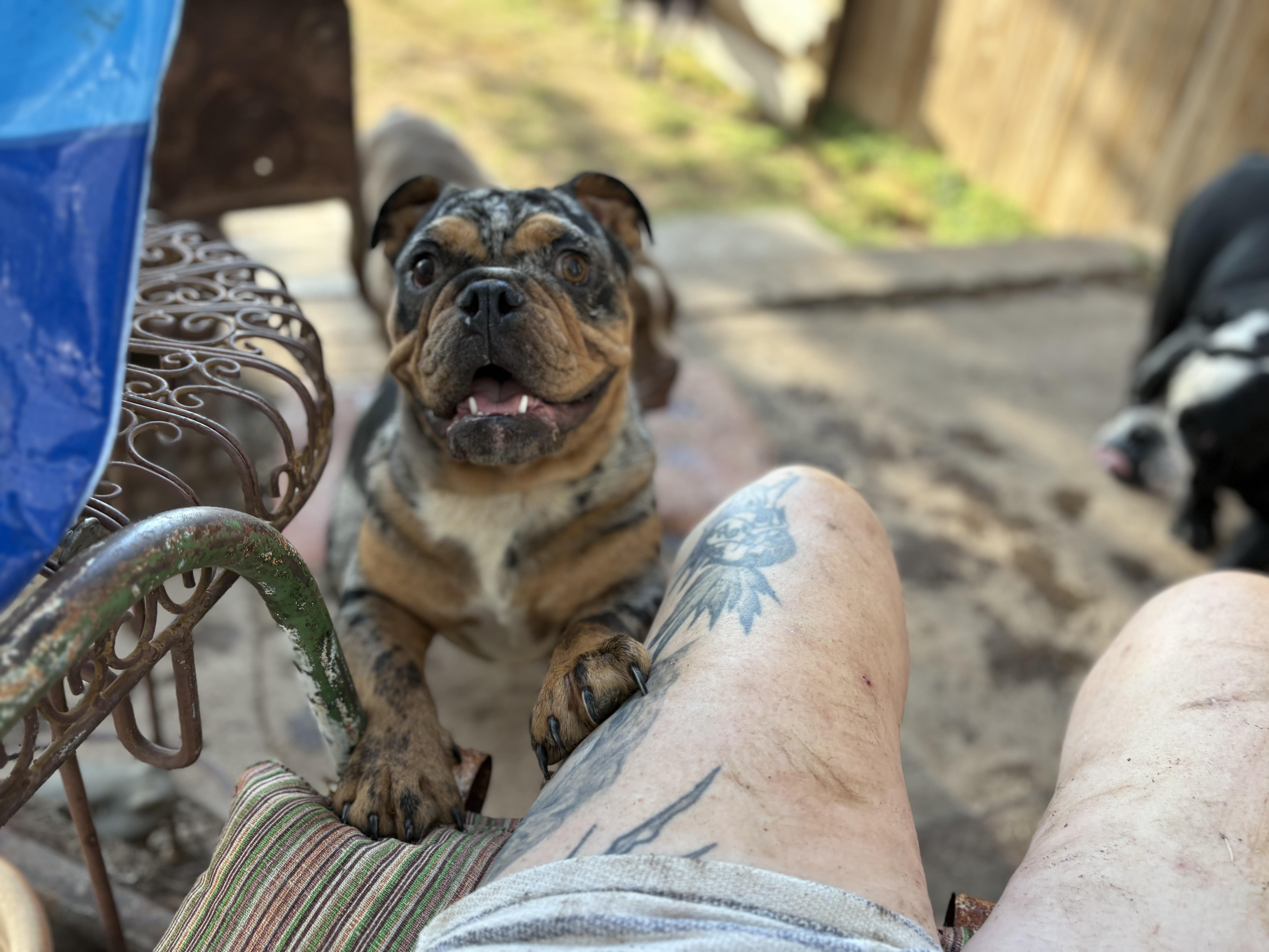 Freckles, Adoptable, Young Male American Bully.