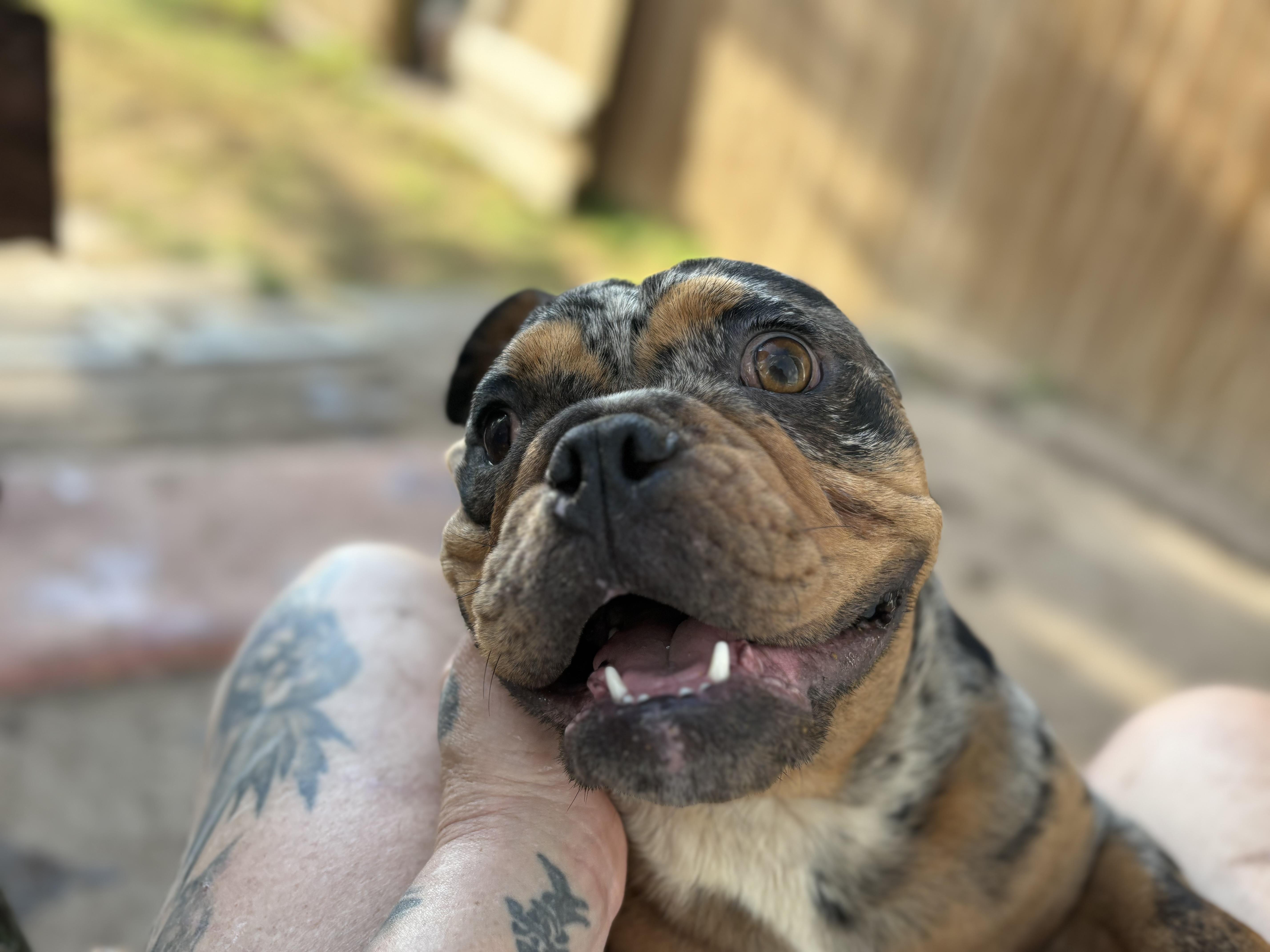 Enlarge Freckles, a Adoptable American Bully in AMARILLO, TX image 2/5