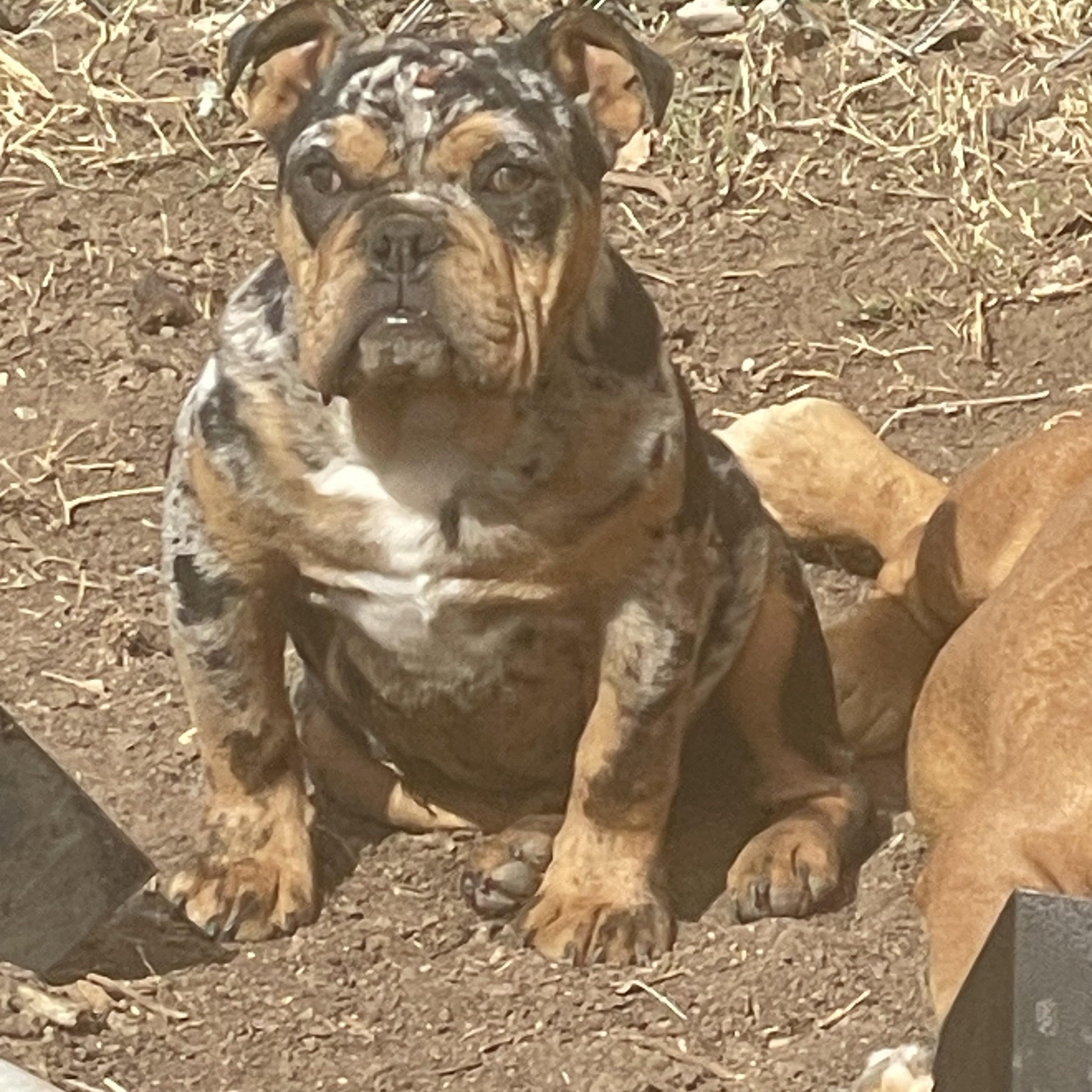 Freckles, Adoptable, Young Male American Bully.