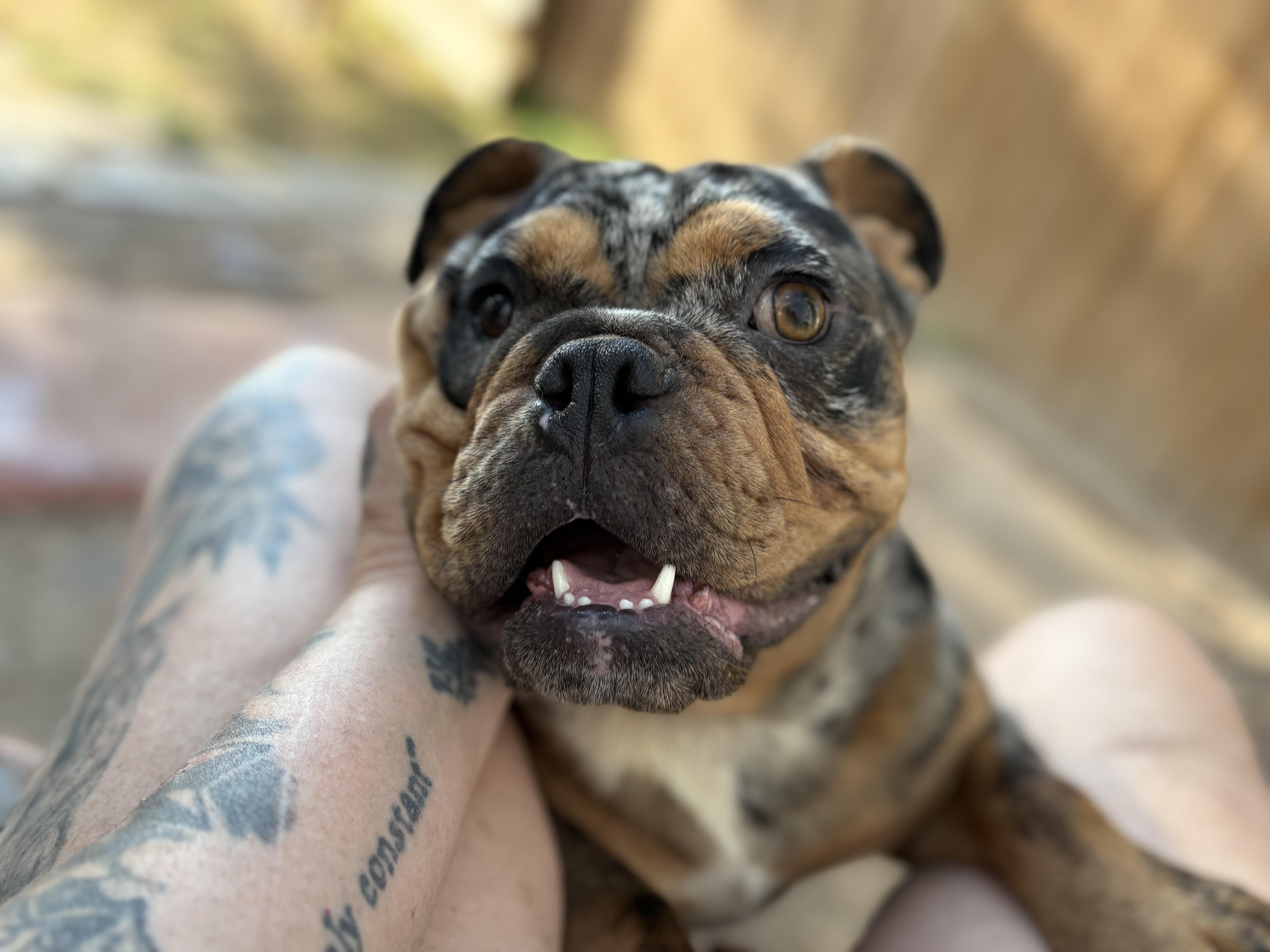 Enlarge Freckles, a Adoptable American Bully in AMARILLO, TX image 5/5