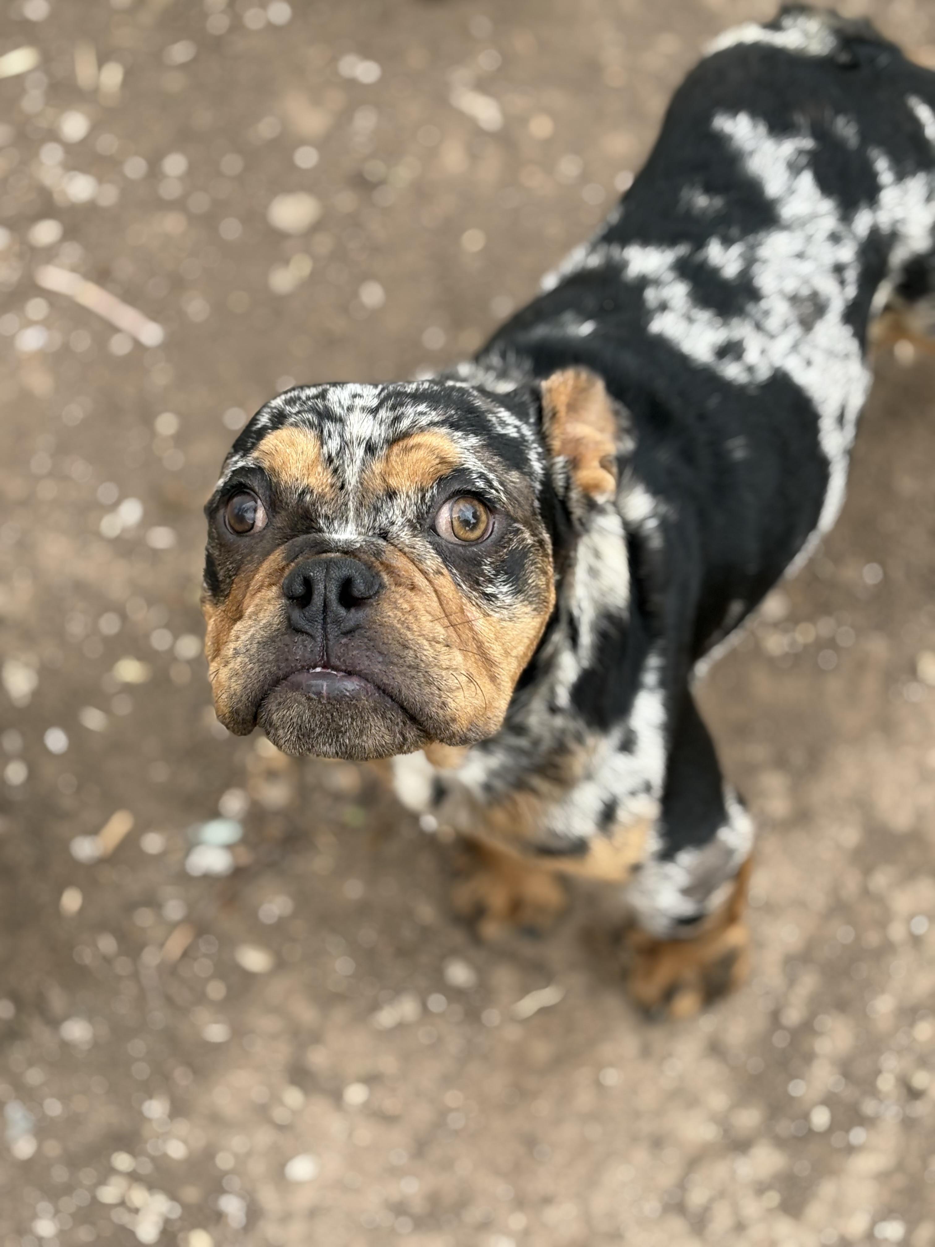 Enlarge Freckles, a Adoptable American Bully in AMARILLO, TX image 4/5