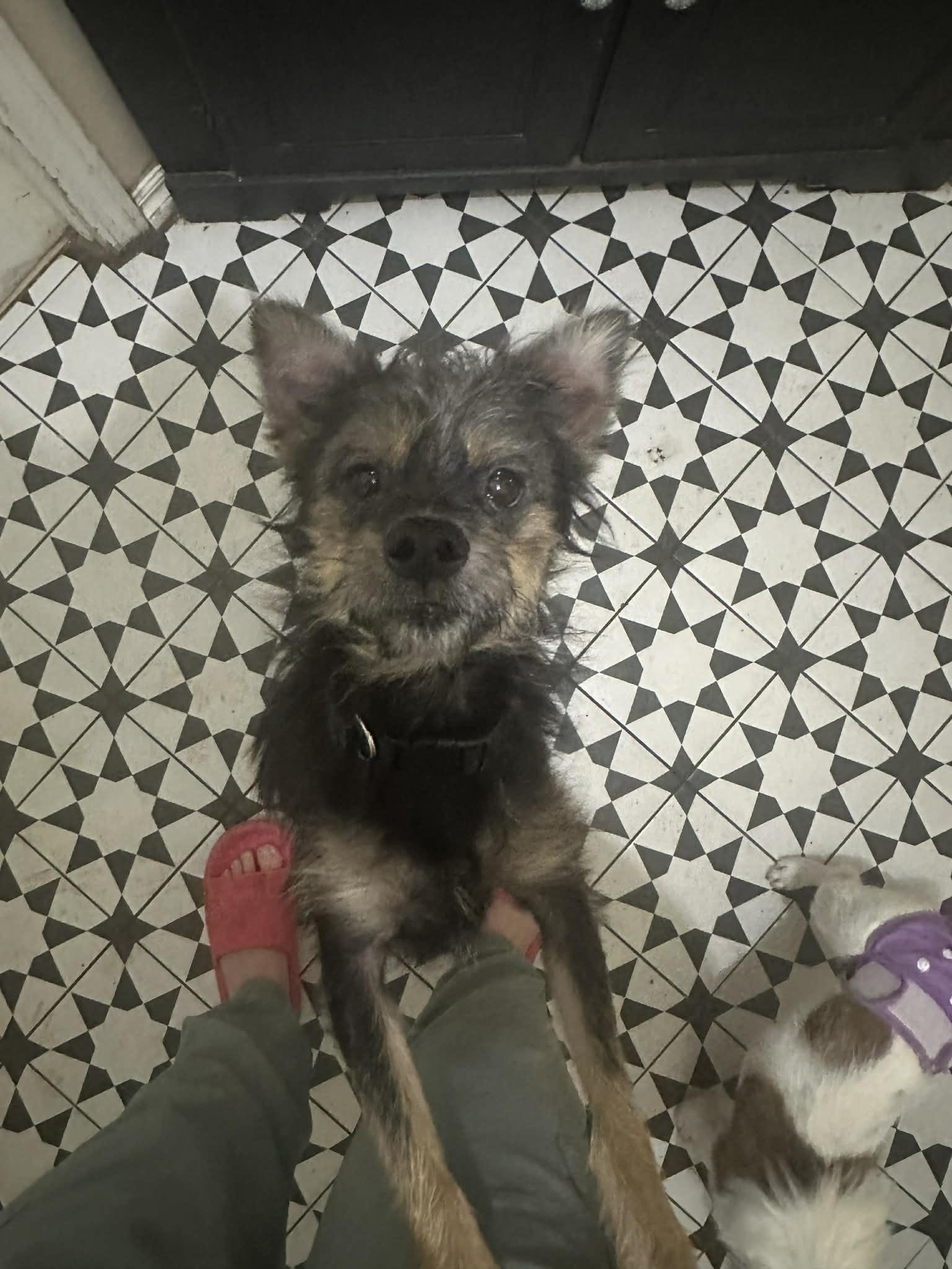 Enlarge Tootie, an adopted mixed breed in Oklahoma City, OK image 1/5