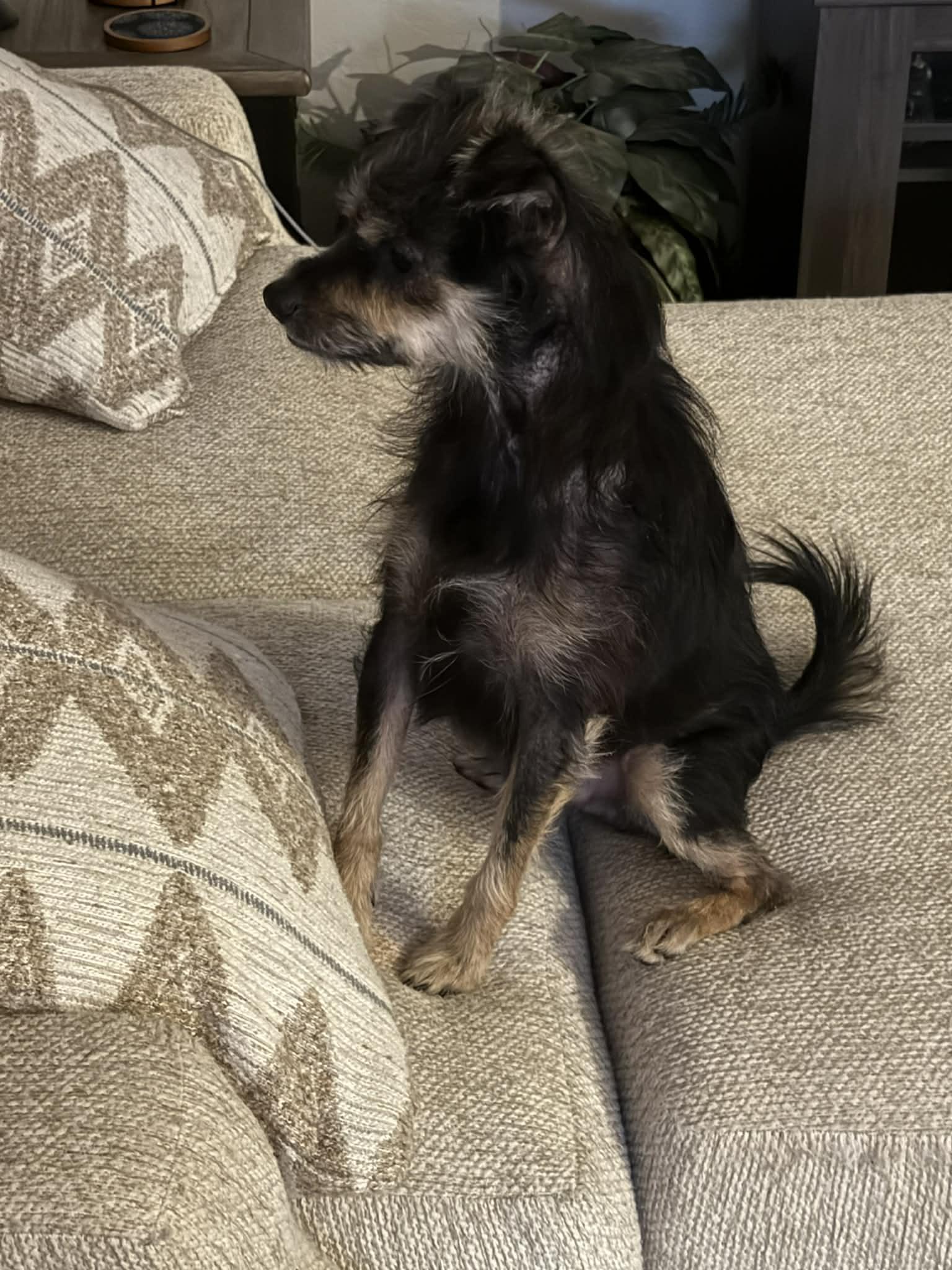 Enlarge Tootie, an adopted mixed breed in Oklahoma City, OK image 3/5