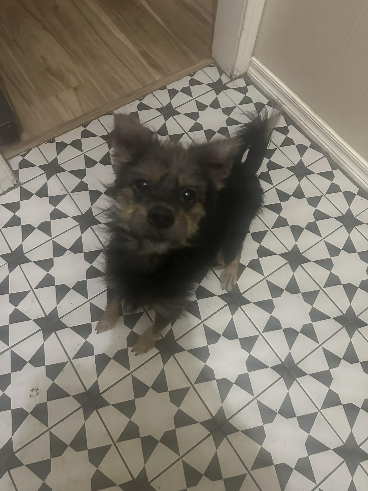 Enlarge Tootie, an adopted mixed breed in Oklahoma City, OK image 4/5