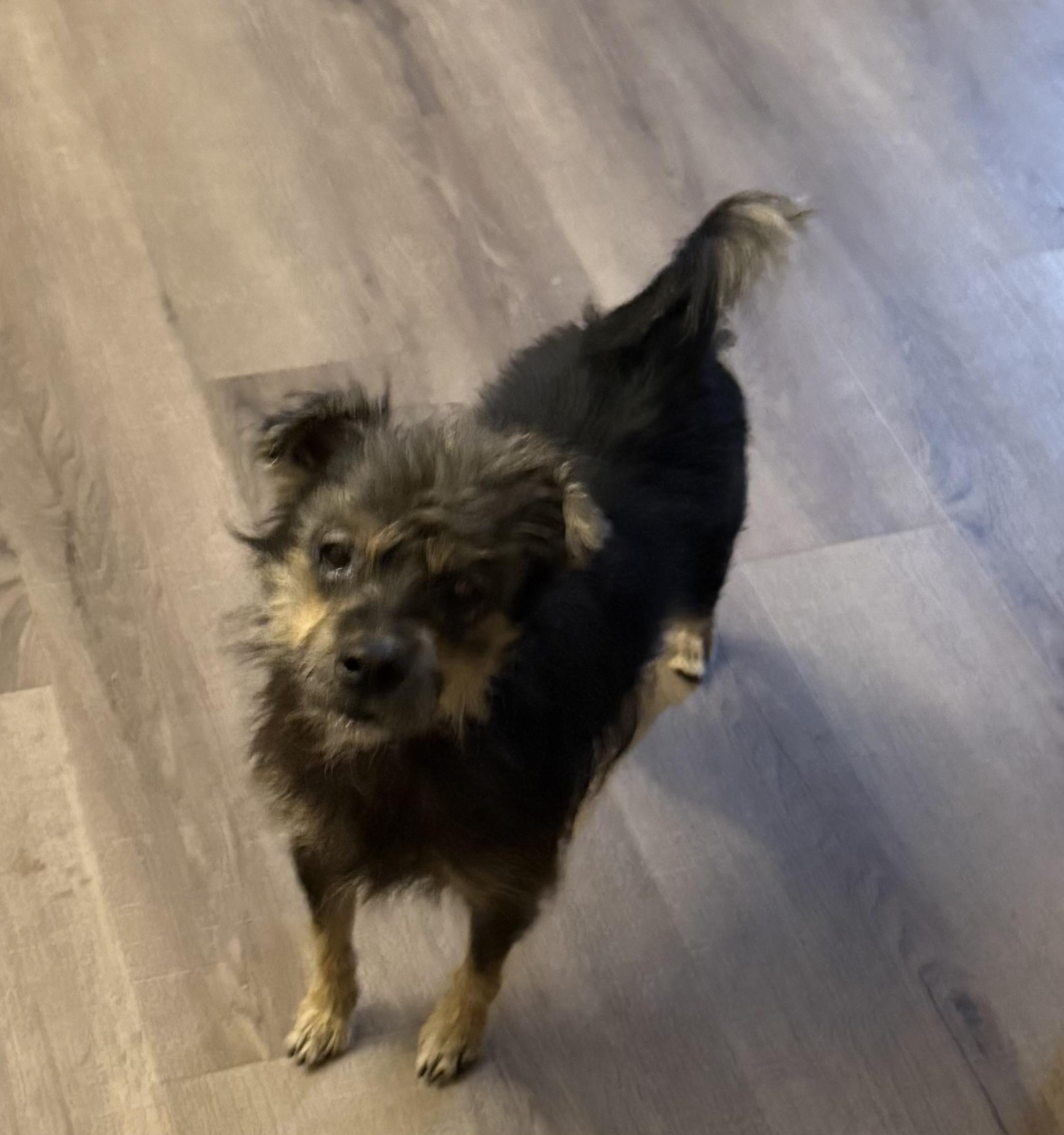 Enlarge Tootie, an adopted mixed breed in Oklahoma City, OK image 5/5