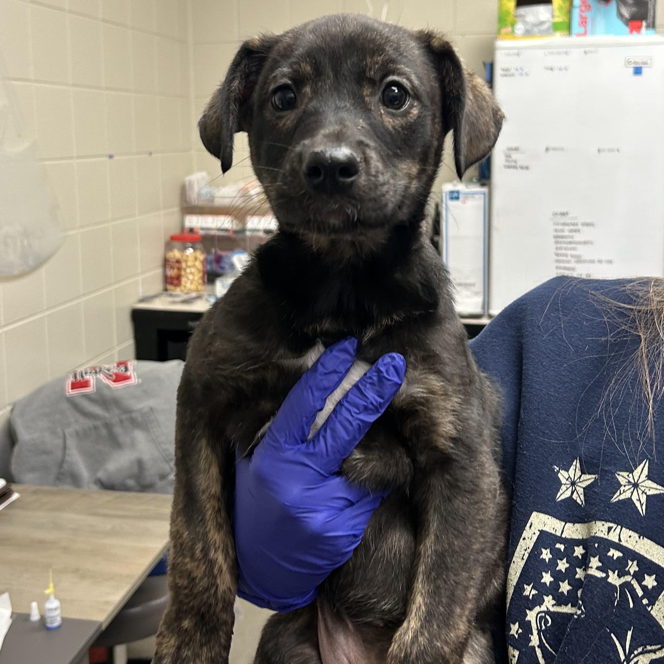 Maren, a ADOPTABLE mixed breed in Kearney, NE image 1/2