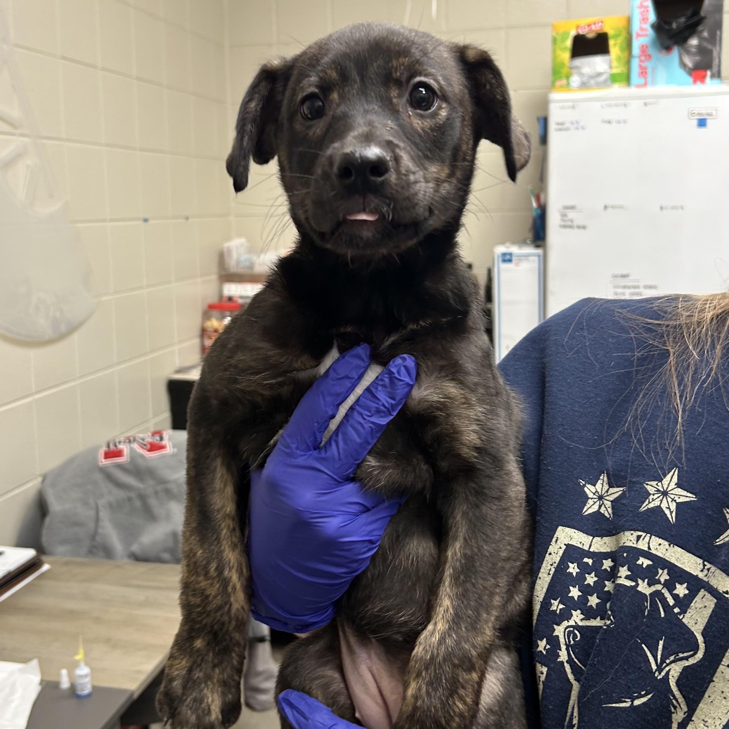 Maren, a ADOPTABLE mixed breed in Kearney, NE image 2/2