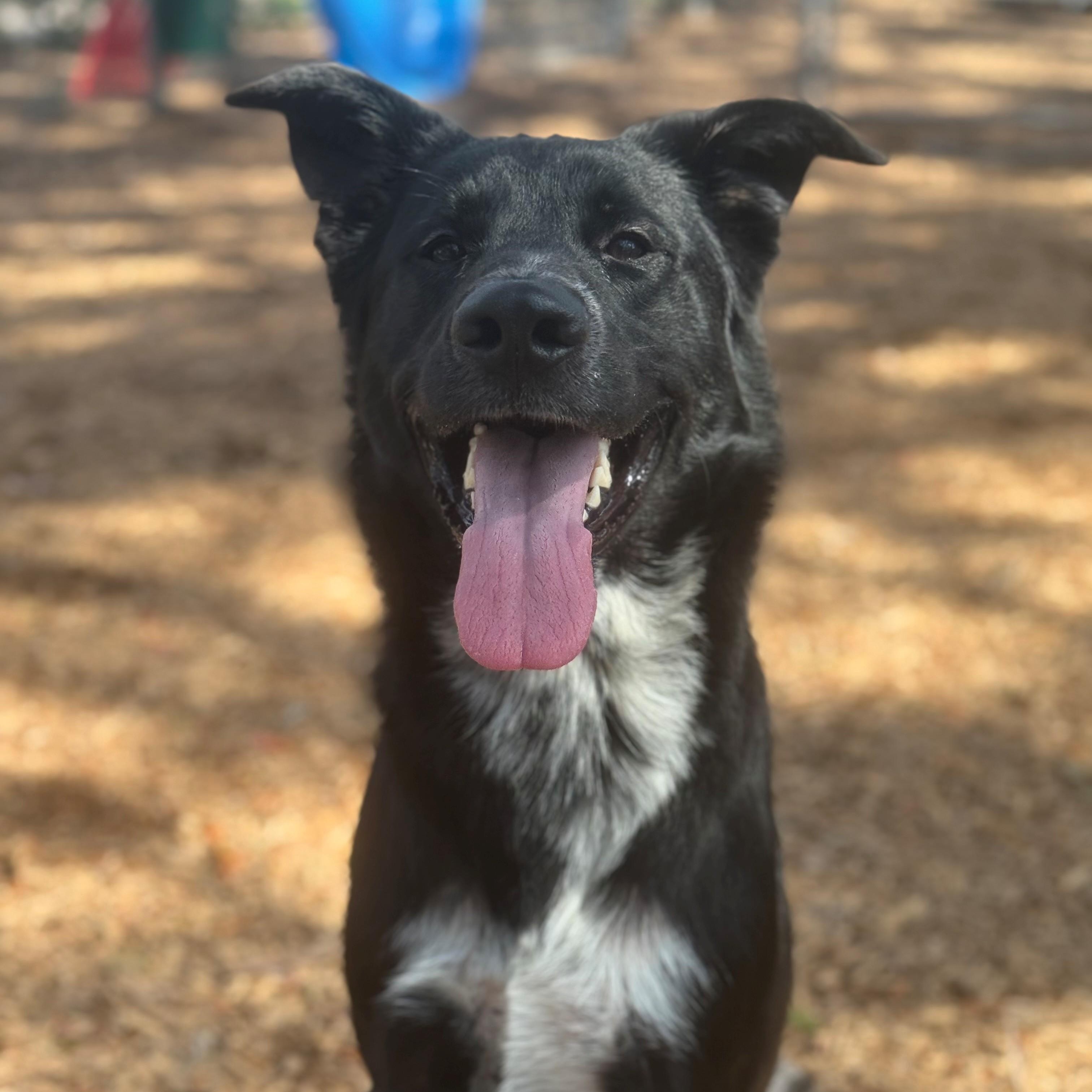 Pookie, ADOPTABLE, Adult Male Shepherd & Border Collie.