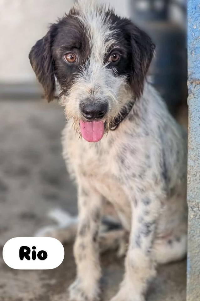 RIO is deaf - 10mths old