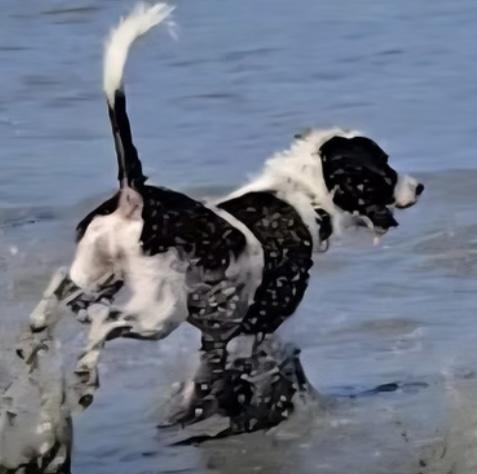 RIO is deaf - 10mths old