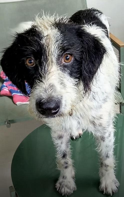 RIO is deaf - 10mths old