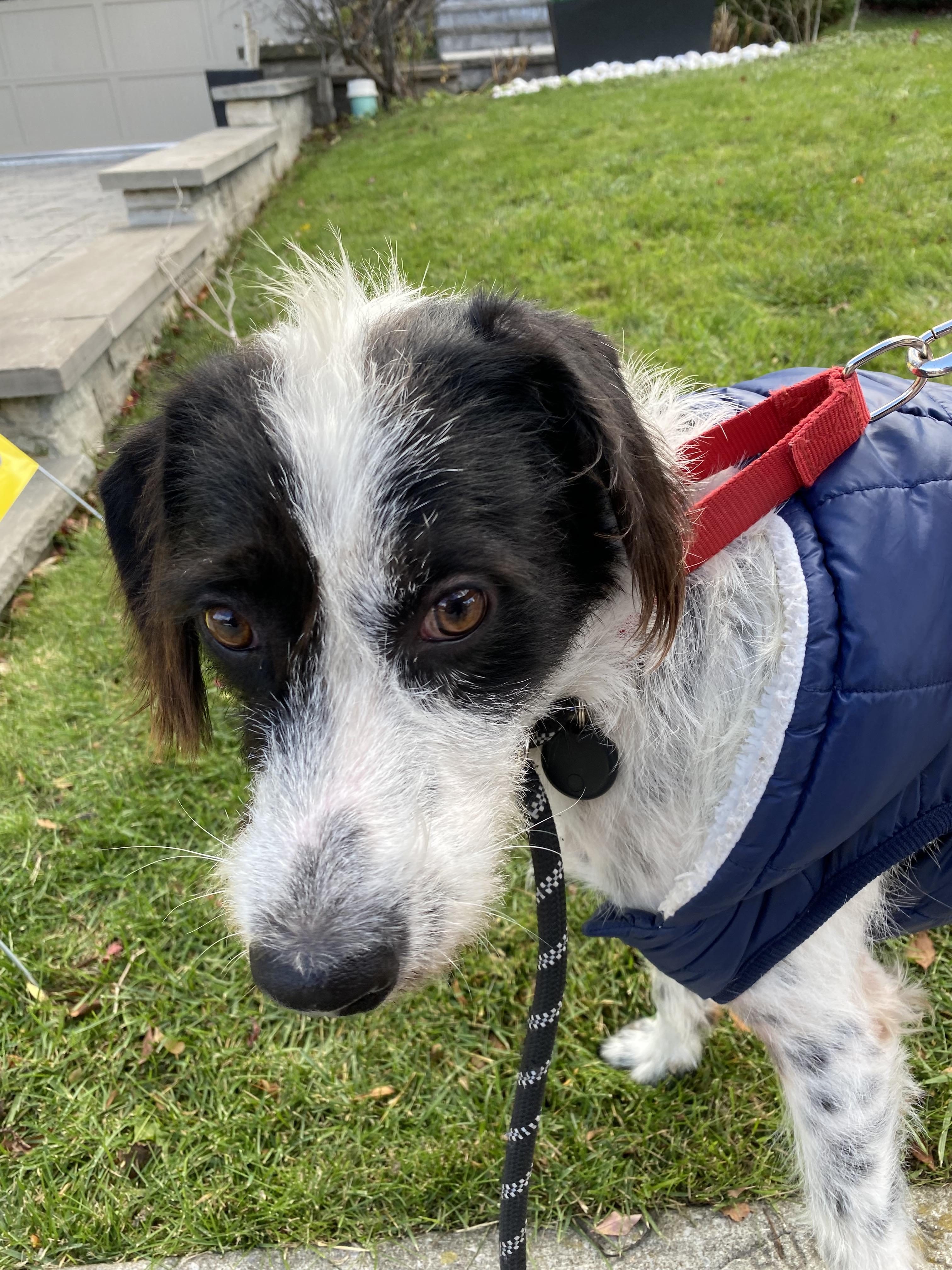 RIO is deaf - 10mths old