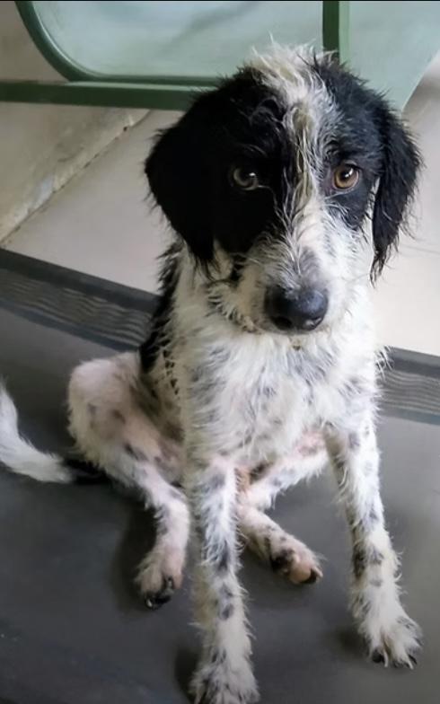 RIO is deaf - 10mths old