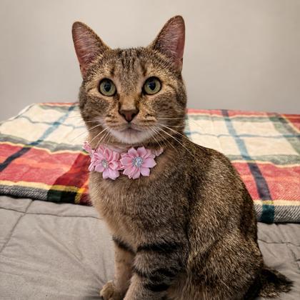 Lil Bit, Adoptable, Adult Female American Bobtail.