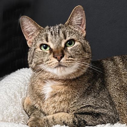 Lil Bit, a Adoptable mixed breed in Atlanta, GA image 2/3