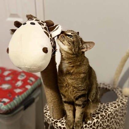 Lil Bit, a Adoptable mixed breed in Atlanta, GA image 3/3