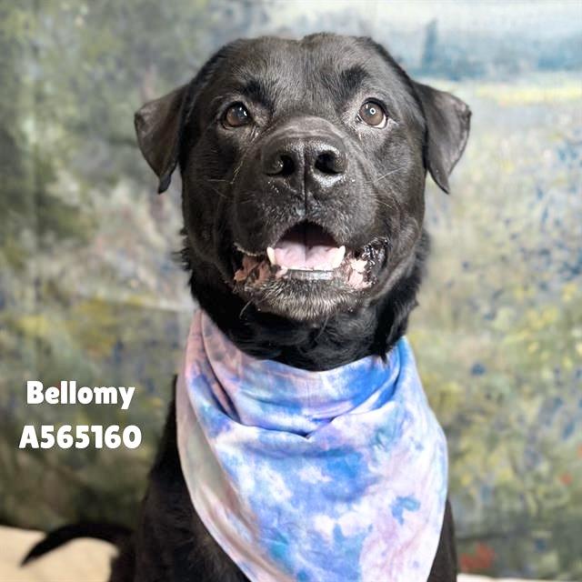 BELLOMY, Adoptable, Adult Male Labrador Retriever & Mixed Breed.