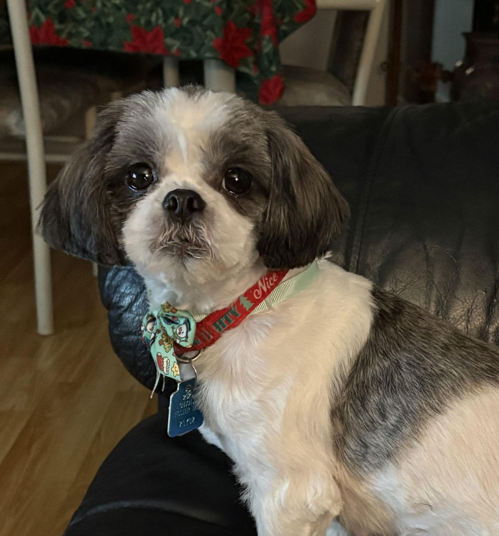 Enlarge Winnie, a Adopted Shih Tzu in London, ON image 1/3