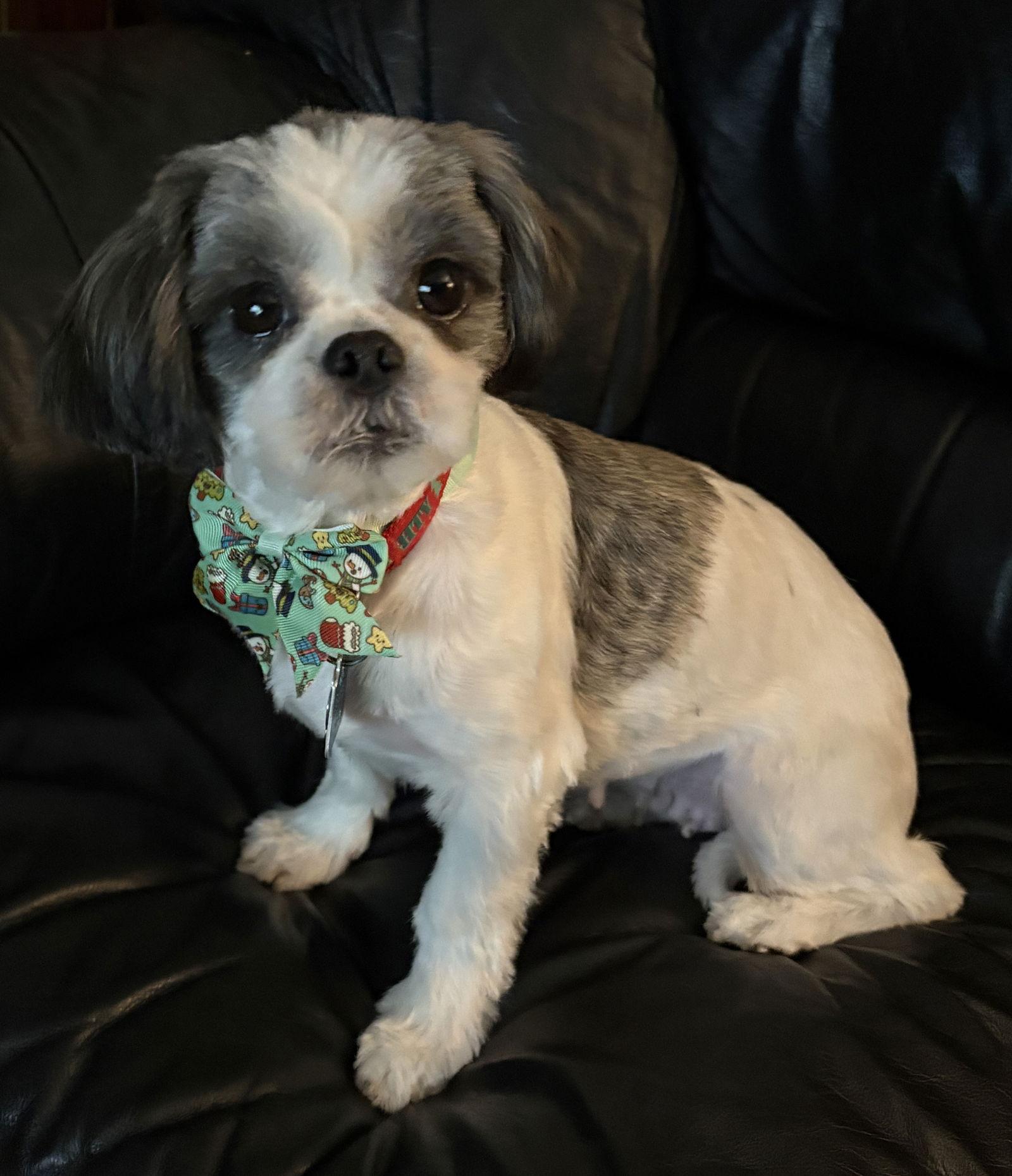Enlarge Winnie, a Adopted Shih Tzu in London, ON image 2/3