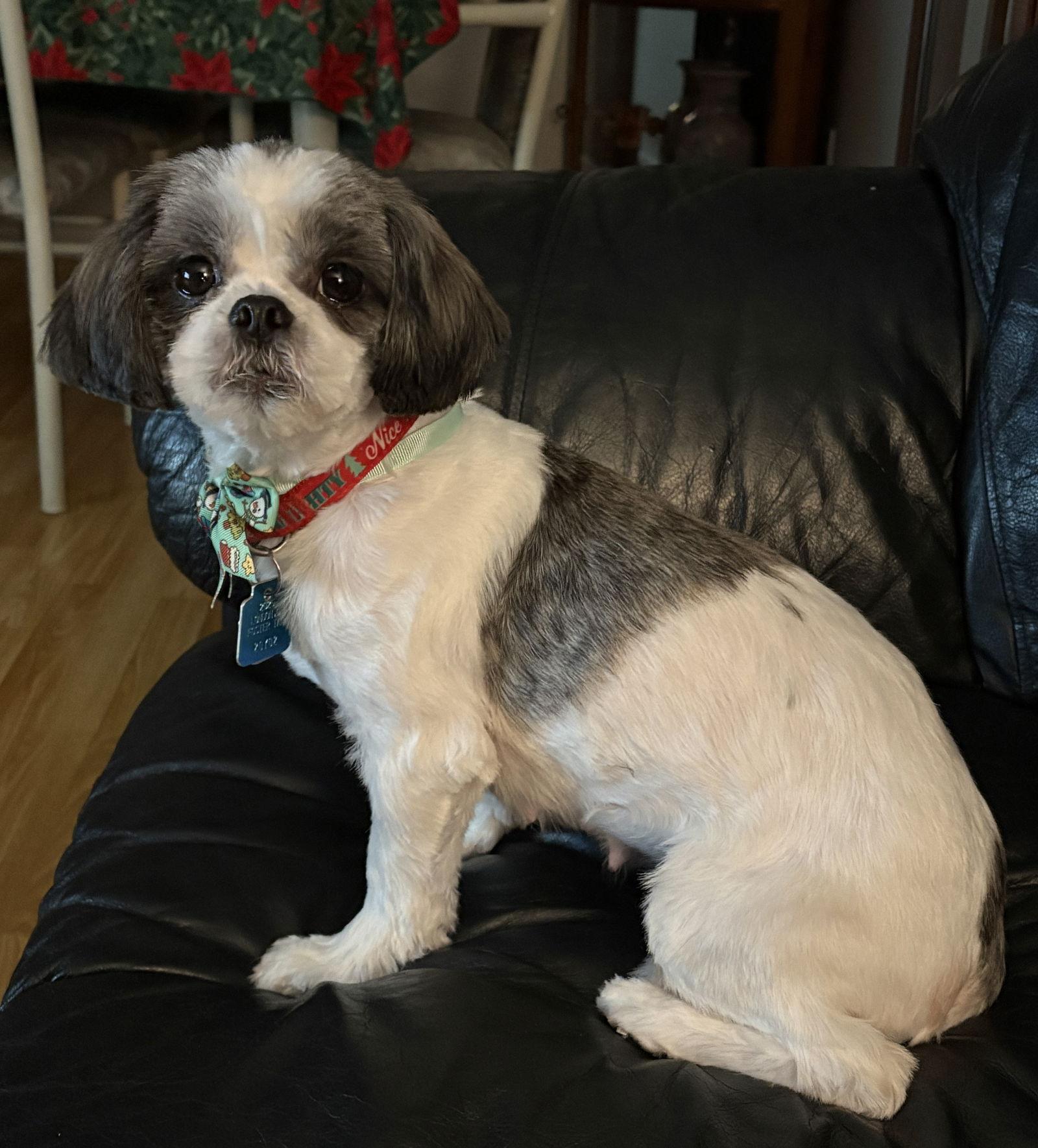 Enlarge Winnie, a Adopted Shih Tzu in London, ON image 3/3