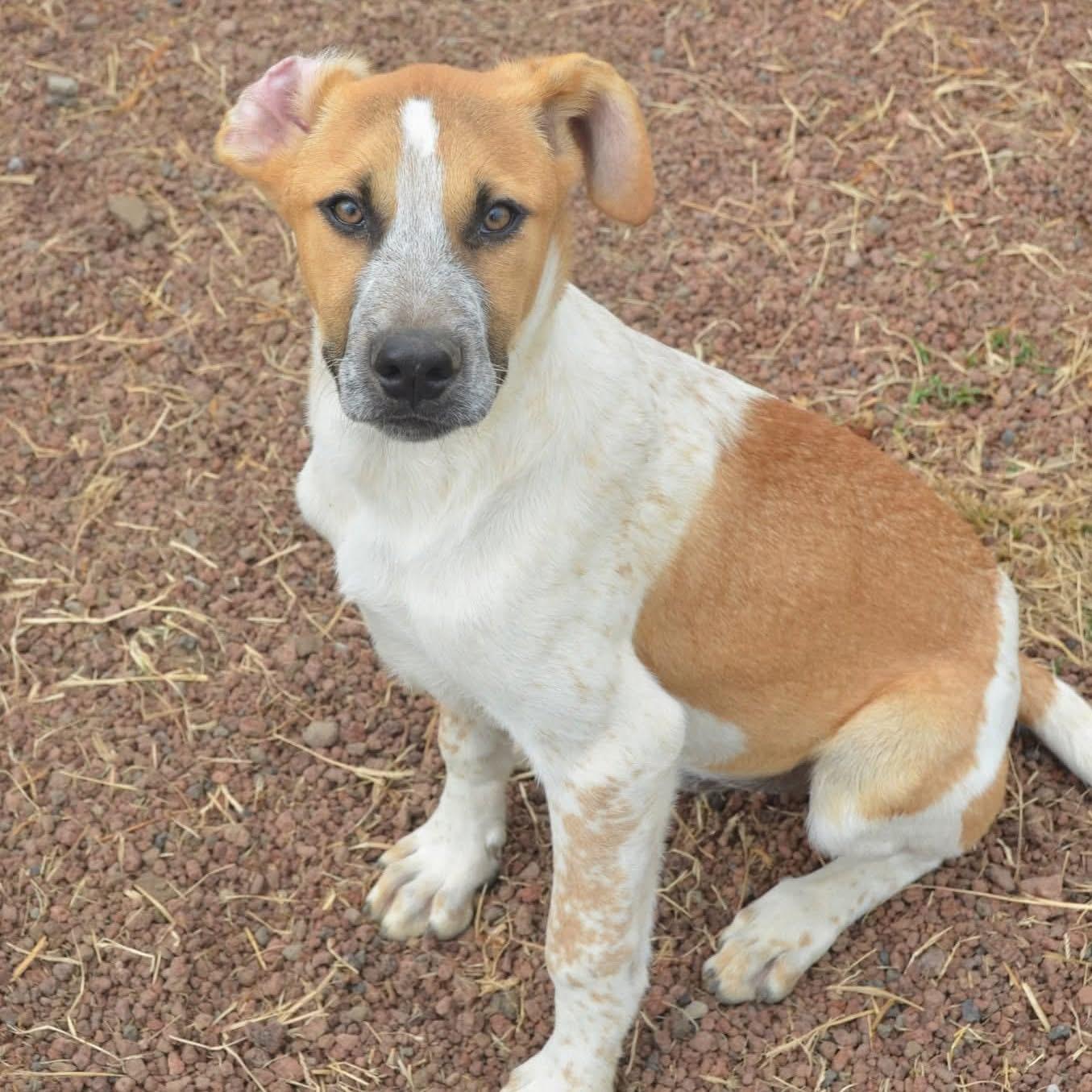 Chi, ADOPTABLE, Young Male Mixed Breed.