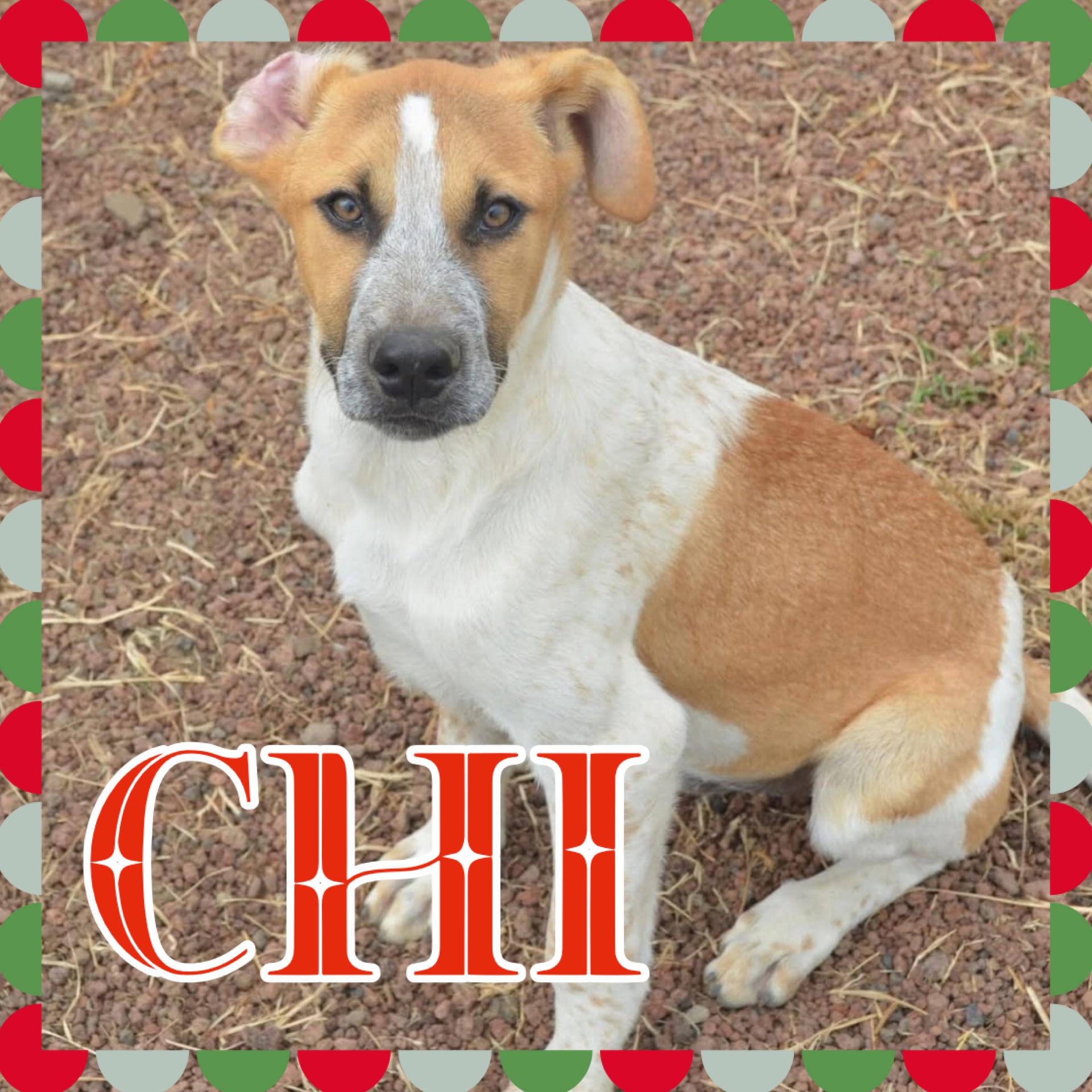 Chi, a ADOPTABLE mixed breed image 1/6