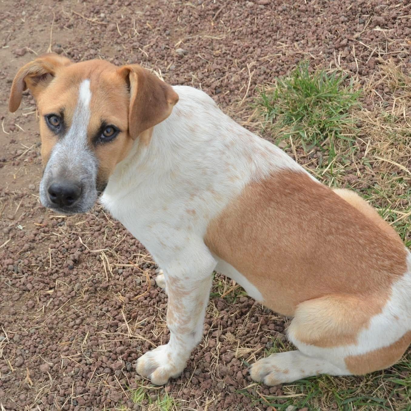 Chi, a ADOPTABLE mixed breed image 2/6