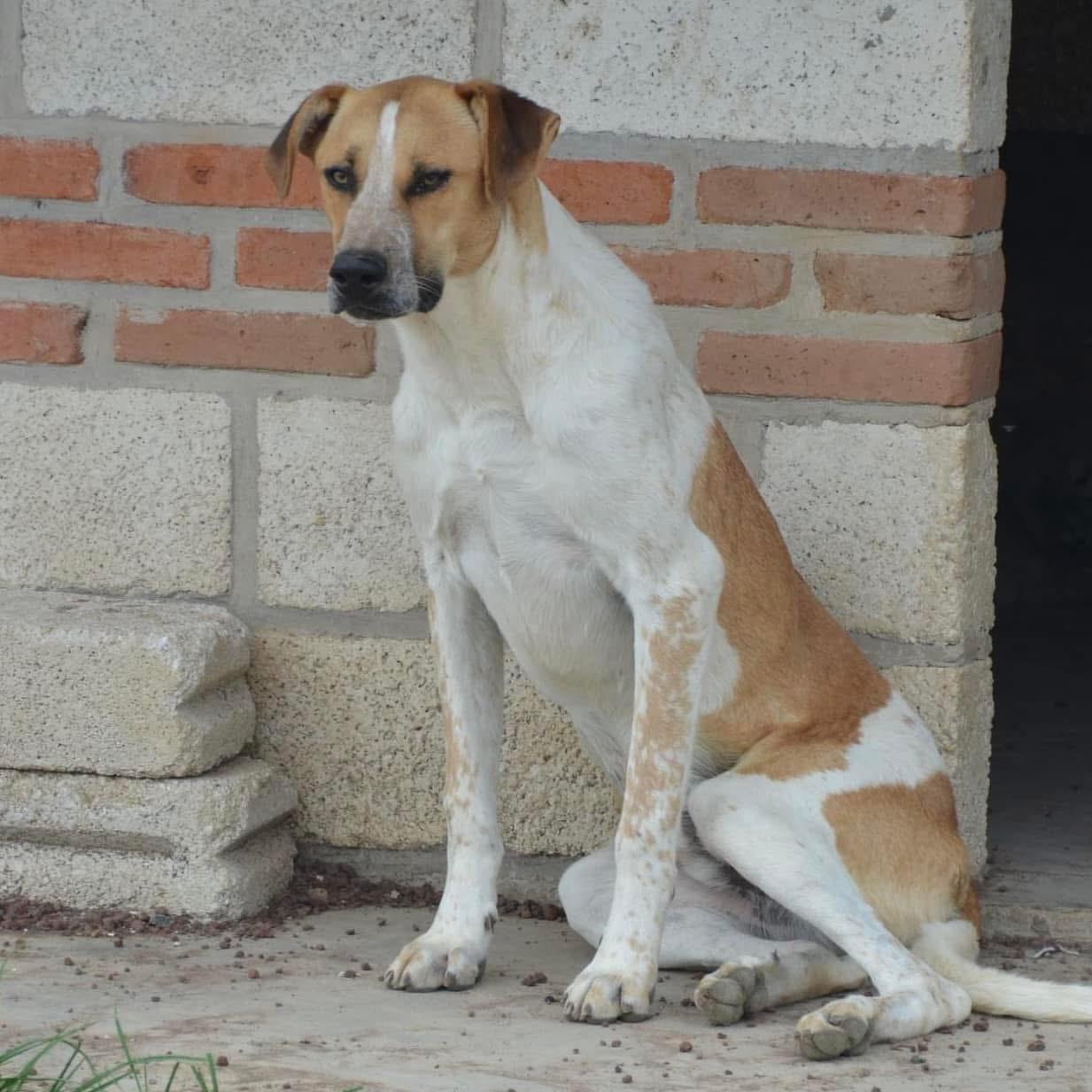 Chi, a ADOPTABLE mixed breed image 3/6