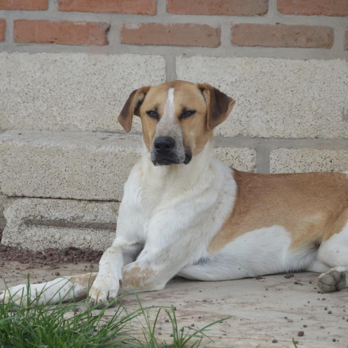 Chi, a ADOPTABLE mixed breed image 4/6