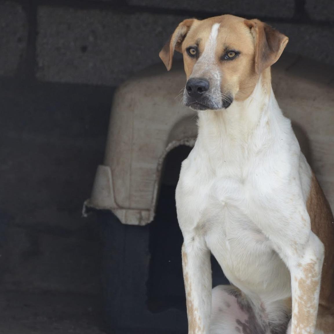 Chi, a ADOPTABLE mixed breed image 5/6