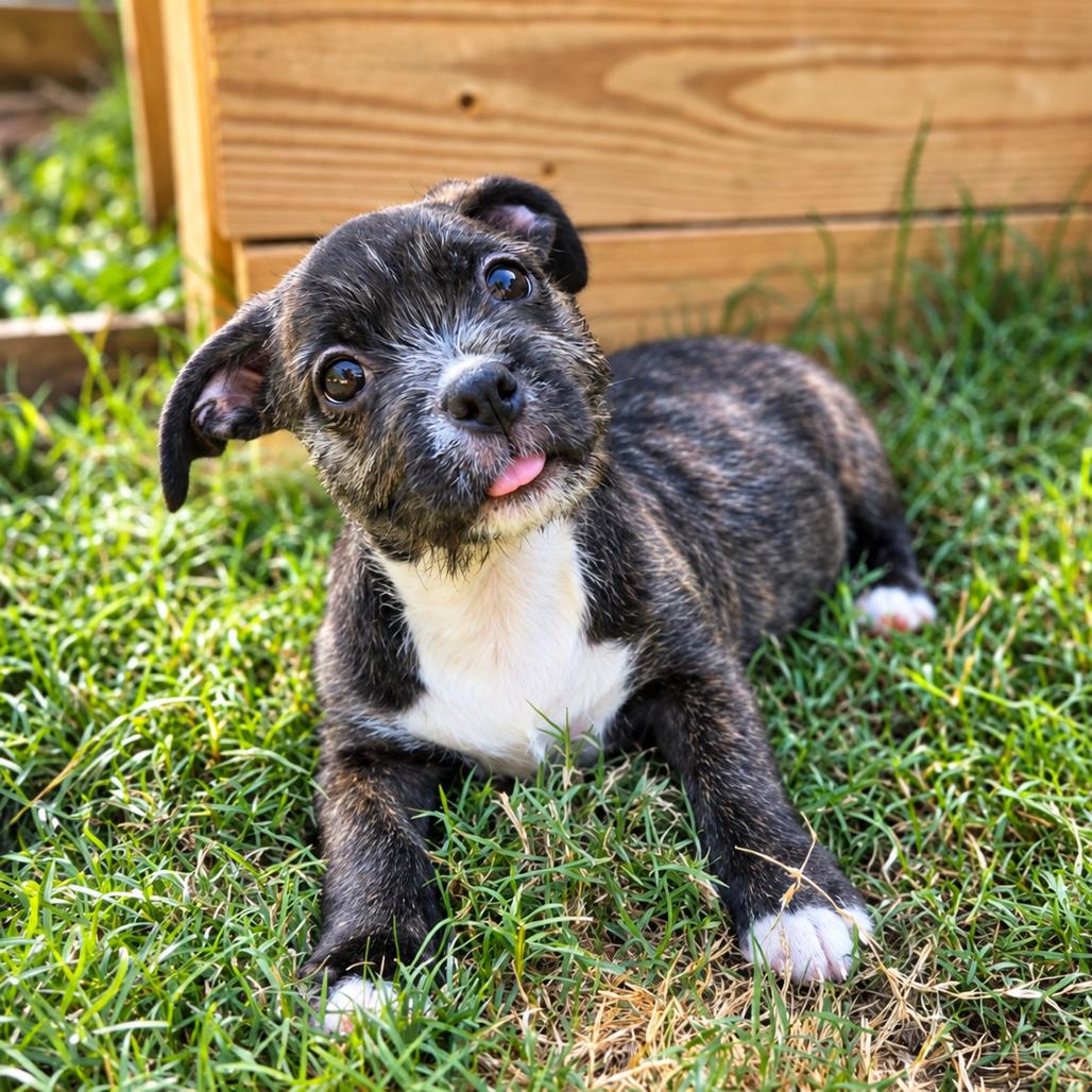 Ella, Adoptable, Puppy Female Mixed Breed & Mixed Breed.