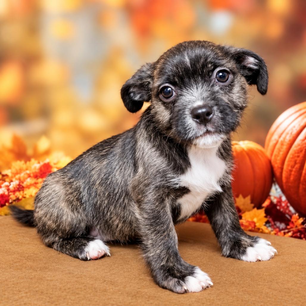 Enlarge Ella, a Adoptable mixed breed in Griswold, CT image 2/6