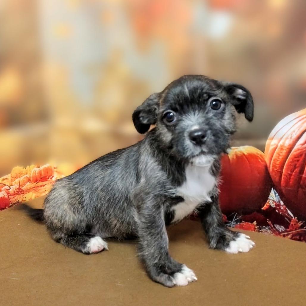 Enlarge Ella, a Adoptable mixed breed in Griswold, CT image 3/6